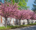 Kolory Japonii w Warszawie – kwitną  wiśnie 'Kanzan'